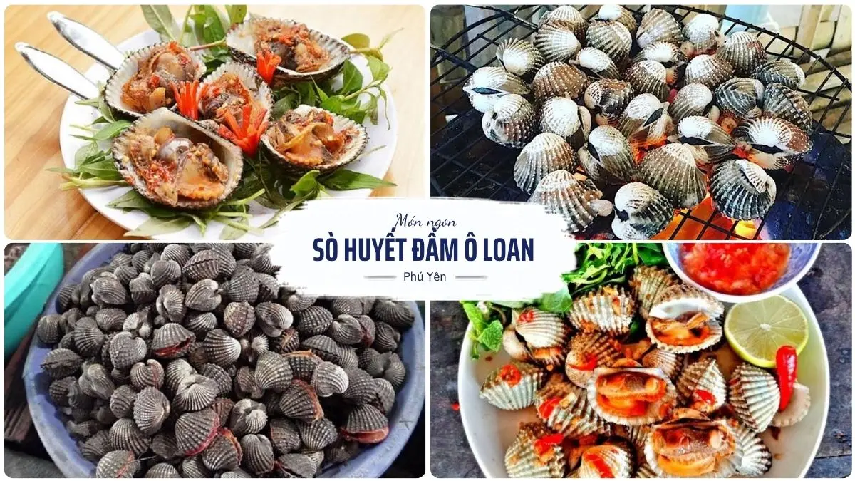 Sò huyết Đầm Ô Loan Phú Yên tươi ngon với thịt chắc ngọt tự nhiên, đặc sản nổi tiếng của vùng đầm nước lợ