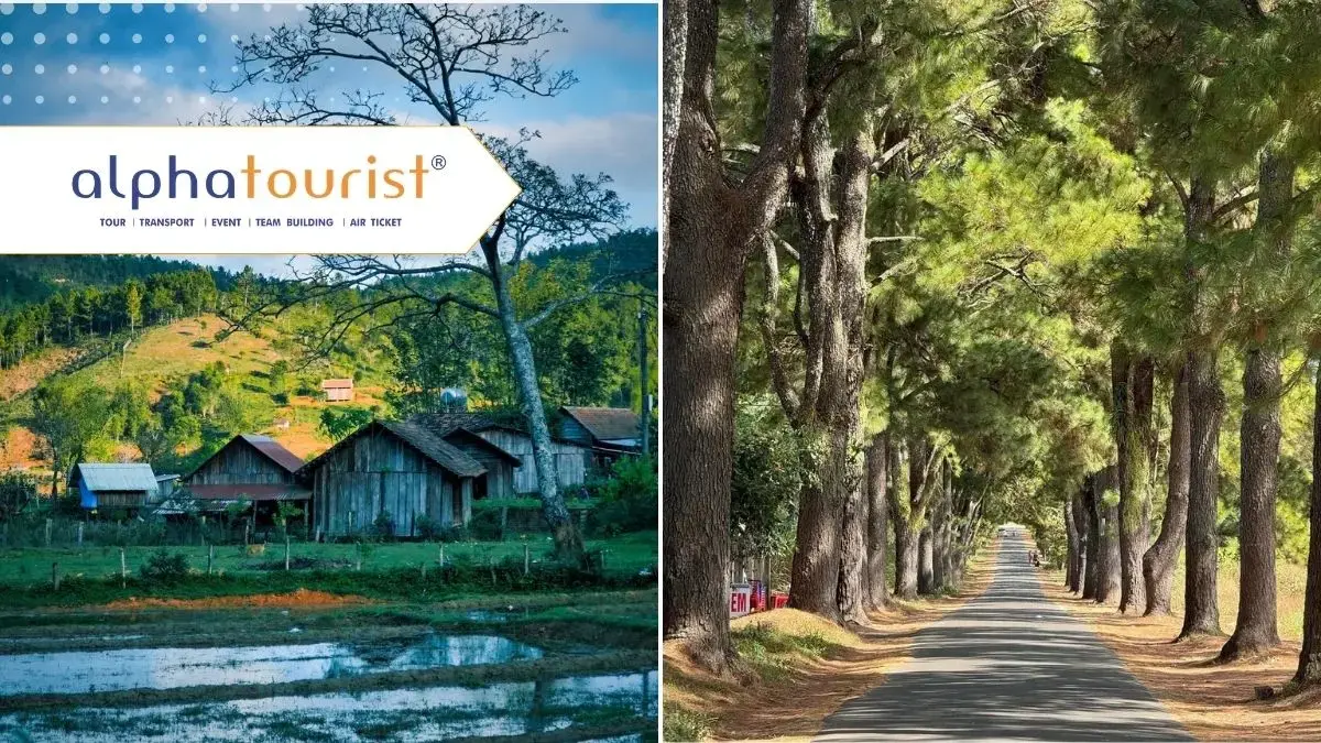 Ảnh mô tả kết hợp Đường thông Măng Đen xanh mát và Làng du lịch cộng đồng Kon Bring với khung cảnh thiên nhiên yên bình, mang đậm nét văn hóa bản địa